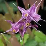 epimedium