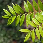 eurycoma-longifolia
