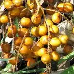 serenoa-repens