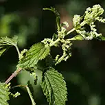 urtica-dioica